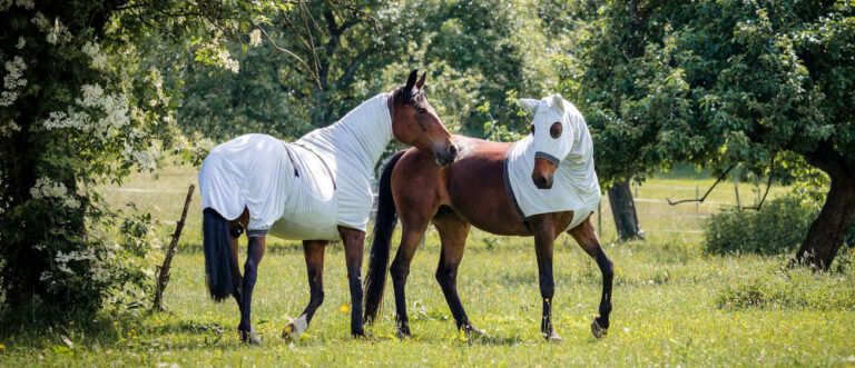 Zwei Pferde mit Ekzemerdecken zum Schutz vor Ekzemen