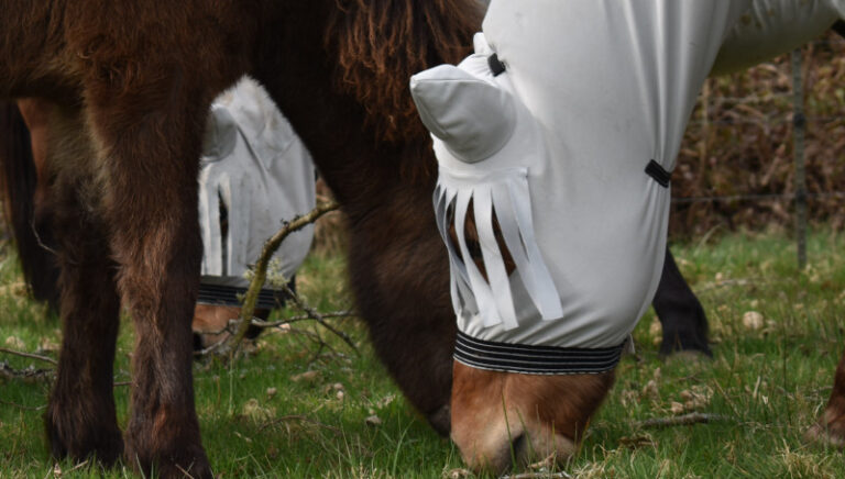 Pferd trägt eine Ekzemerdecke, am Grasen mit weiteren Pferden